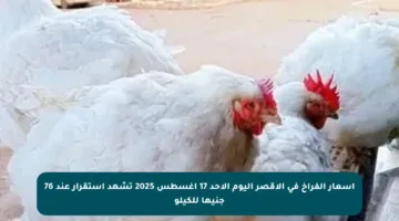 أسعار الفراخ في الأقصر اليوم الأحد 17 أغسطس 2025 تشهد استقرار عند 76 جنيها للكيلو
